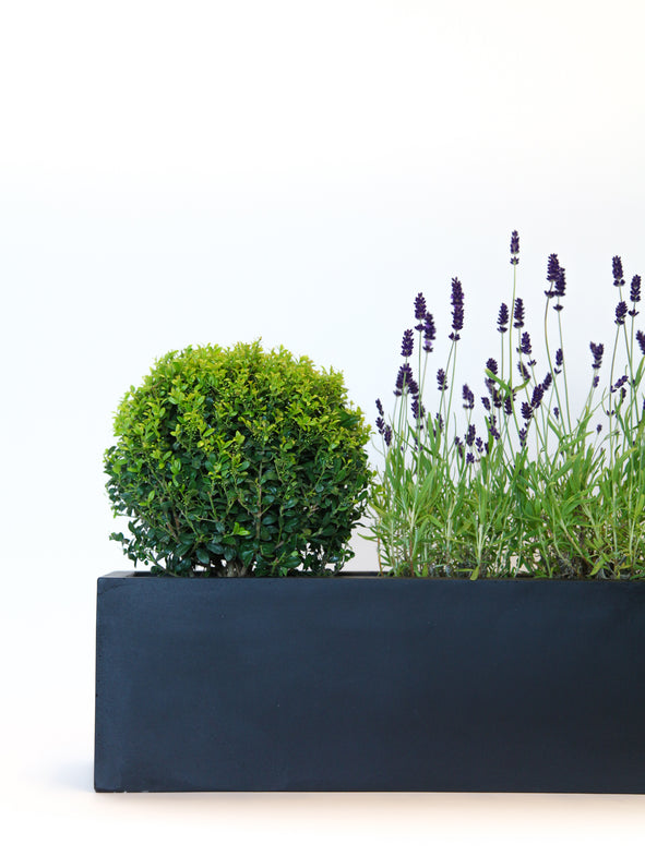 Ilex domes and lavenders